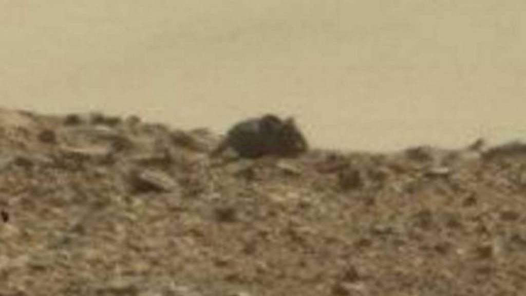 extra_large-1464370117-3986-mouse-spotted-on-mars